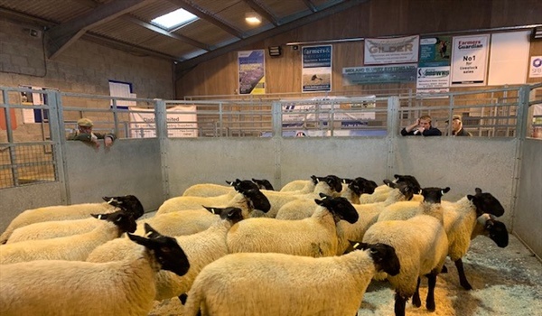 First Annual Breeding Sheep Fair with Afternoon Store Lamb Sale