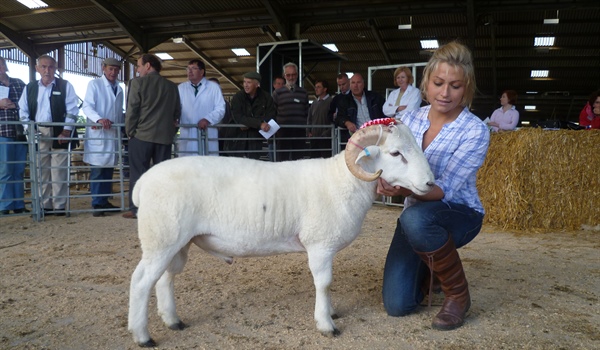 Ewe Lamb Show & Sale, Wilthsire Horn Plus Smallholders Sale