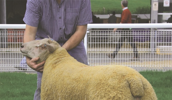 Annual Ram Fair Incl Breeding Sheep
