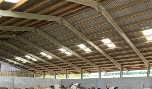 Sale of Store Cattle Plus Store Lambs