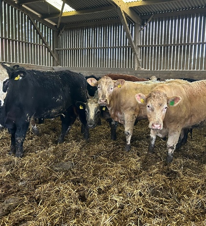 Sale of store cattle