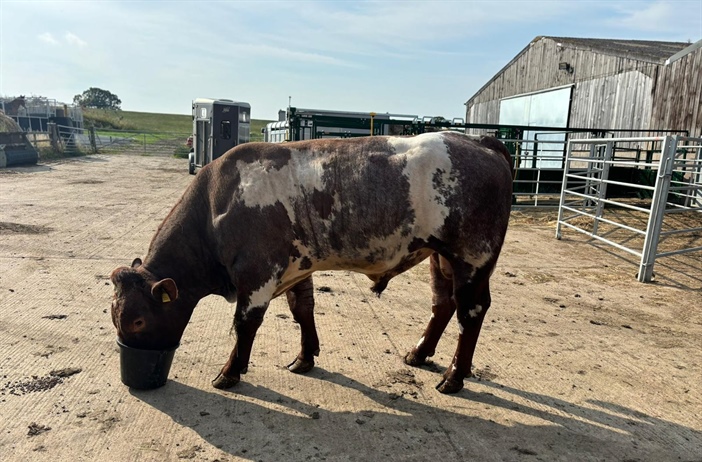 2.5yr old Warmington Shorthorn Bull