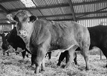 Calf Sale