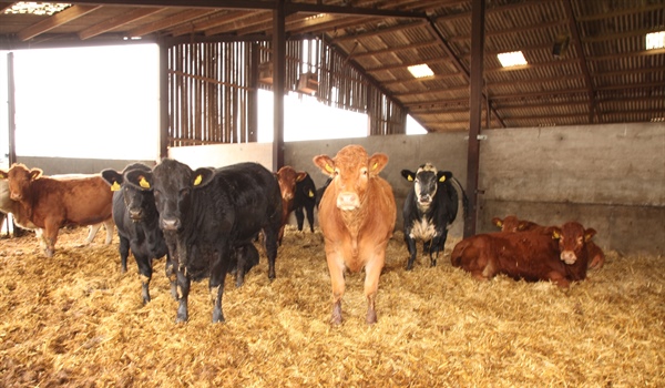 Sale of Store Cattle