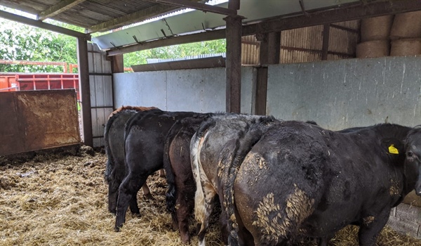 Sale of Store Cattle