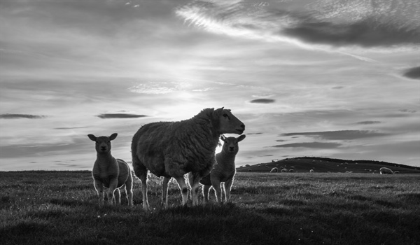 Sale of Store Cattle & Store Lambs