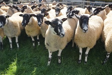 Breeding Sheep Fair including Sale of NCM Theaves sponsered by NEMSA plus NSA Ram Sale