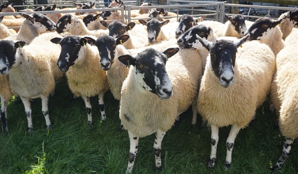 Breeding Sheep Fair including Sale of NCM Theaves sponsered by NEMSA plus NSA Ram Sale