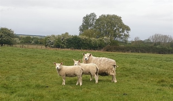 Sale of Store Cattle Plus Store Sheep