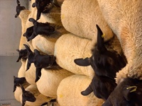 Ewe Lamb & Centenary Wiltshire Horn Show & Sale Plus Smallholders Sale