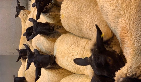 Ewe Lamb & Centenary Wiltshire Horn Show & Sale Plus Smallholders Sale