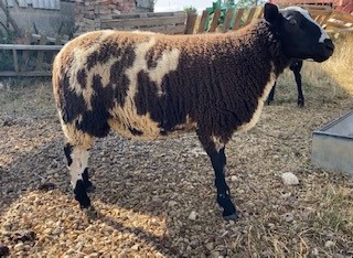 Annual Ram Fair Including Breeding Sheep