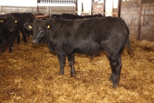 First October Store Cattle Fair