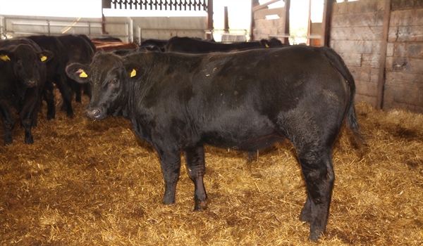 First October Store Cattle Fair