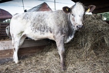 Craig Thompson Memorial Suckled Calf Show & Sale Incl Feeding Bulls