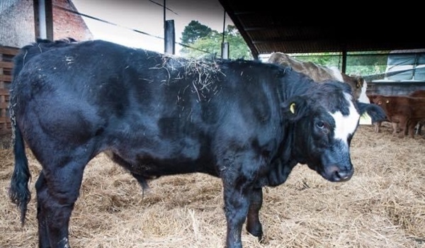 Martinmas Store Cattle Fair