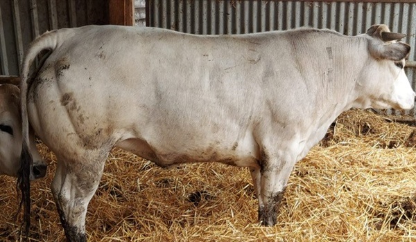 Sale of Store Cattle Plus Store Sheep