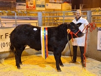 Christmas Primestock Show