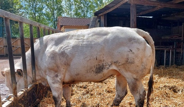 Sale of Store Cattle Plus Store Sheep