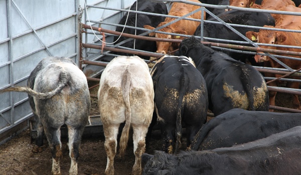 Sale of Store Cattle