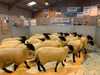 First Annual Breeding Sheep Fair with Afternoon Store Lamb Sale