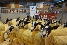 Breeding Sheep Fair Incl Sale of NCM Theaves Sponsored by NEMSA Plus NSA Ram Sale