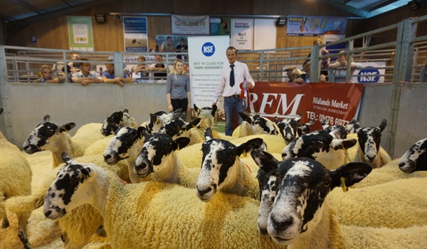 Breeding Sheep Fair Incl Sale of NCM Theaves Sponsored by NEMSA Plus NSA Ram Sale