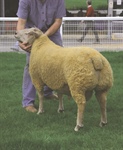Annual Ram Fair Incl Breeding Sheep