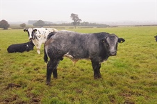 1st October Store Cattle Fair