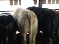 2nd October Store Cattle Fair Plus Store Lambs