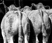 Craig Thompson Memorial Suckled Calf Show & Sale