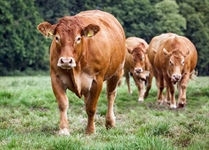 Complete Herd Dispersal of Goodrest Polled Limousins Plus Production Sale from Nigel Hollick
