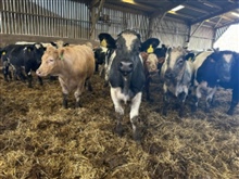 Sale of Store Cattle