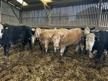 Sale of Store Cattle