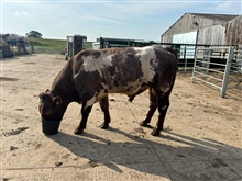 2.5yr old Warmington Shorthorn Bull