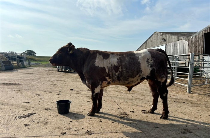 2.5yr old Warmington Shorthorn Bull