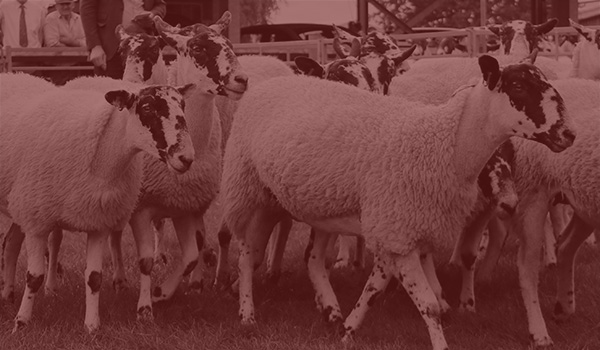 First Annual Breeding Sheep Fair